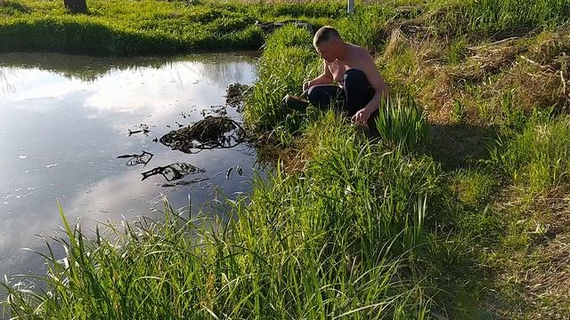 Нерест рыбы в своем пруду...и первый малек смотреть онлайн