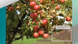 Яблоня Юный Натуралист - обзор сорта