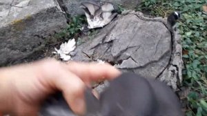 гриб Вешанка на ореховом пне. Выросли грибочки у меня на клумбе.