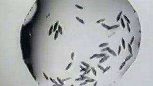 Чувствительность инфузорий