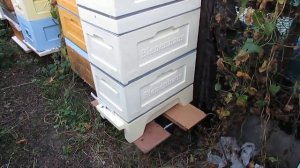 подготовка пчел в зиму с 14 сентября - 6 рамочный улей биненхаус  ( bienenhaus ) на рутовскую рамку