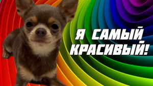 Пёс Лёня Самый красивый, воспитанный и интеллигентный.mp4