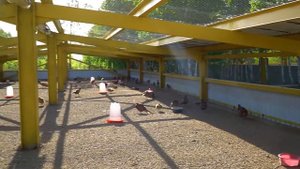 Фазанарий на 2000 птиц появился на территории зеленого пояса столицы