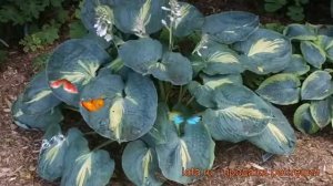 Хоста гибридная Дрим Квин (hosta hybrida dream queen) ? обзор: как сажать, рассада хосты Дрим Квин