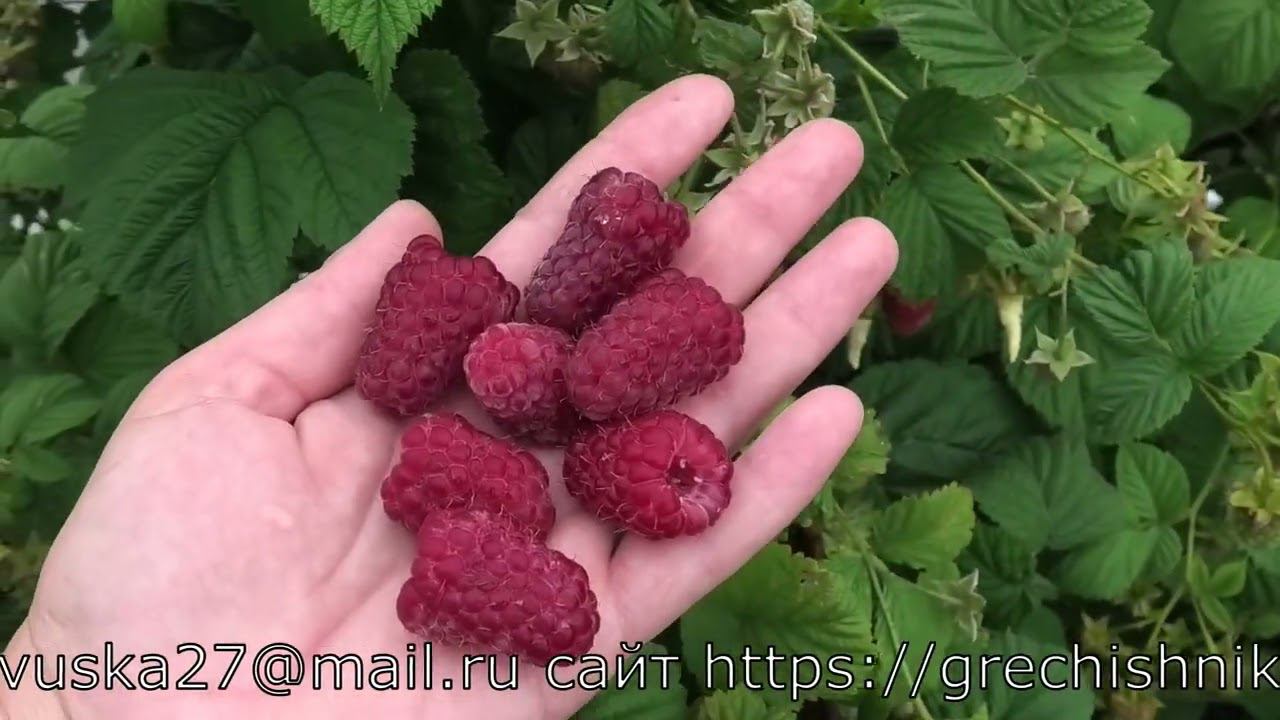 ЛЯЧКА супер сорт малины для рынка смотреть онлайн