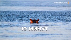 Бегемот. Энциклопедия для детей про животных. Реки и озёра