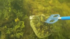 ДОБЫЧА КАМБАЛЫ В ЗАЛИВЕ / PRODUCTION OF TURBOT IN THE GULFHD 2019