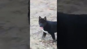 ВСЛ Петра Дерюга... " День за днём..."