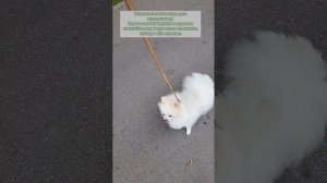 собака грызёт поводок, что делать?  рекоиендации кинолога