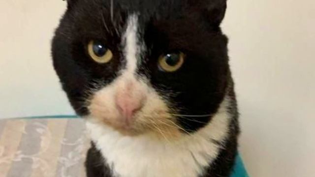 Stray Cat Finds His Forever Home: Heartwarming Story of Andrew the Cat смотреть онлайн