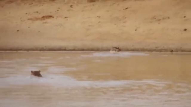 Если бы это не СНЯЛИ НА КАМЕРУ, никто бы не поверил ЖИВОТНЫЕ СПАСАЮТ ДРУГ ДРУГА