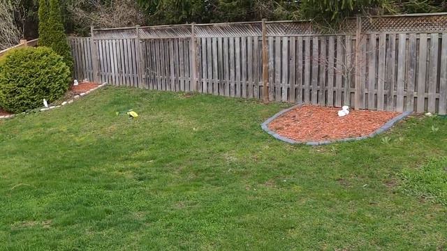 Tips For New RC Heli Pilots | OMP M1 Evo | Apl 26/23 | Flight 1-3 смотреть онлайн