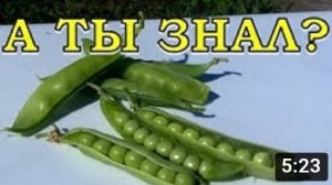2 варианта посева зеленого ГОРОШКА???