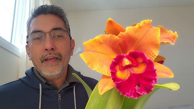 Cattleya Orchid: RLC Smiley Aoki смотреть онлайн