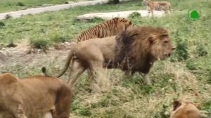 белый медведь и львы