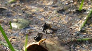 Как стрекоза откладывает яйца в воду