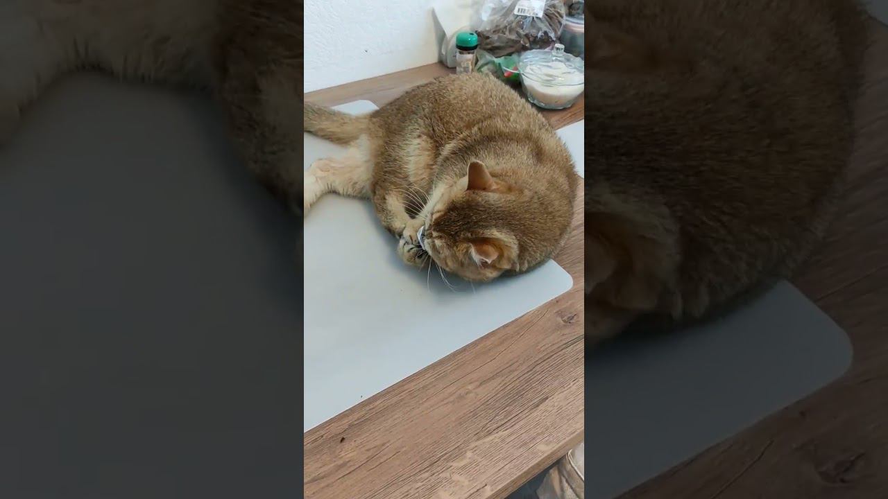 #безкотаижизньнета #смешныекоты #золотаяшиншилла #cat #cute #котики