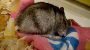 Беременная хомячиха (джунгарик) спит. Hamster