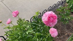 2021 Bloom Season - Pink Cotton Candy (Reath, D.L., 2000)