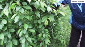 РАСТЕНИЯ для ОЗЕЛЕНЕНИЯ.  ВИШНЯ  ПЛАКУЧАЯ.