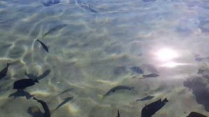 макади бей.рыбы красного моря