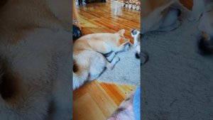 Акита-Ину. Жизнь с кошкой. #акита