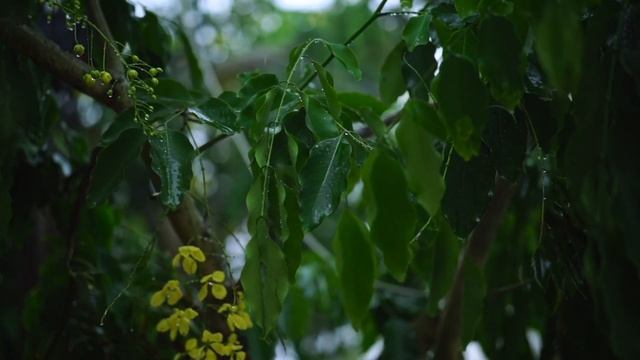 Комфортный шум дождя и грома для отдыха и сна, АСМР.⛈️ The noise of rain and thunder for recreation смотреть онлайн