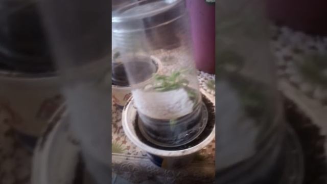 Осматриваю черенки. Розы, ванька мокрый, петунья, герань. смотреть онлайн