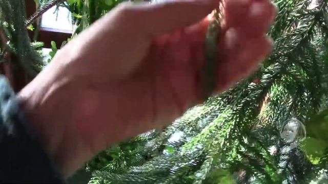 Комнатные растения. Араукария.