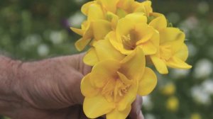 Meet the breeders behind our Freesia - Holland & Skyline Flower Growers