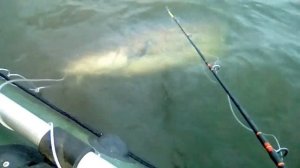 Сом на квок на Сурском водохранилище