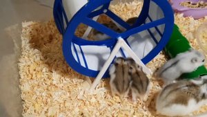 Хомяки дерутся/ Джунгарики/Хомяки играют/Hamster