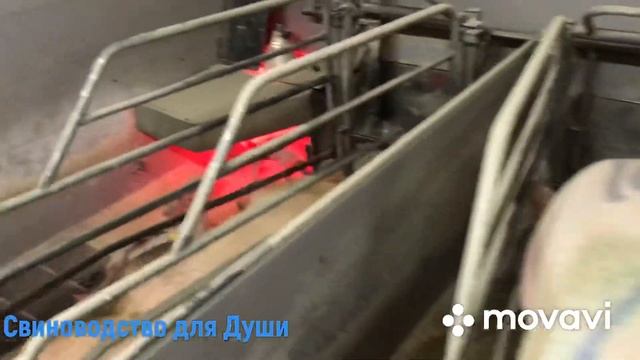 Выкормила 27 поросят за 32 дня/Не едят свиноматки после опороса,Почему? смотреть онлайн