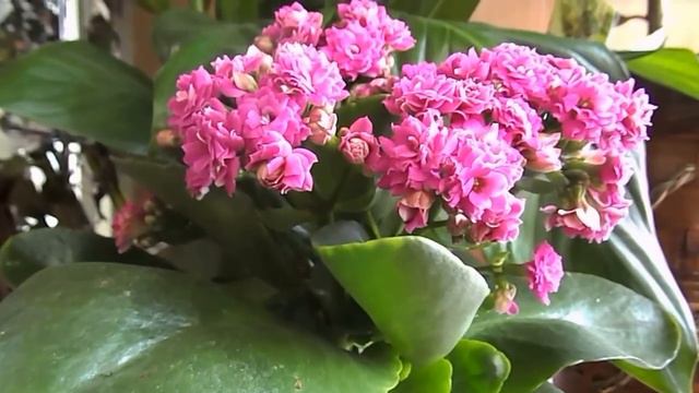 Каланхоэ. "Нескучный сад Новоуральск" смотреть онлайн