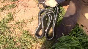 КАП. РЕМОНТ ТРАКТОРА Т40 ЗАМЕНА ПОРШНЕВОЙ ГРУППЫ И ВКЛАДЫШЕЙ