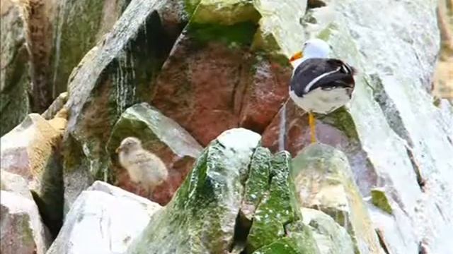 Паракас стихия пустыни и океана, рай для животных и птиц 2016г Перу смотреть онлайн