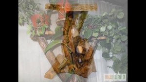 Из корней дерева. Подставка под цветы - из корней дерева.