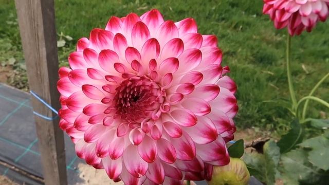 ? Dahlie Caproz Pizzazz 2976  - dahlia varieties