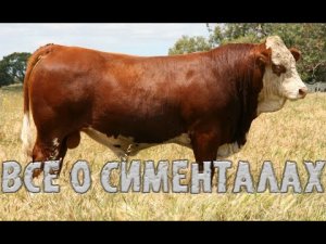 ВСЕ О СИМЕНТАЛЬСКОЙ ПОРОДЕ..