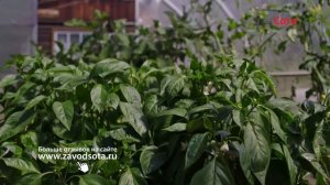 Теплица Сота Богатырь обеспечит урожаем на три семьи!