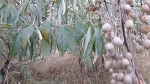 Без ЛОХА и Жизнь ПЛОХА! Польза и Вред Дикой Маслины. ЛОХ Узколистный
