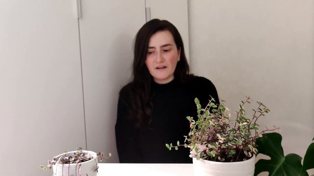 Покупки новых комнатных растений в октябре. ? смотреть онлайн