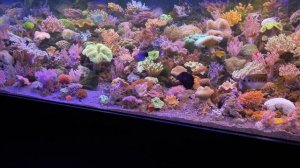 GERMAN REEF TANKS - BEST OF - Part 1 *saltwater aquarium highlights* 4k