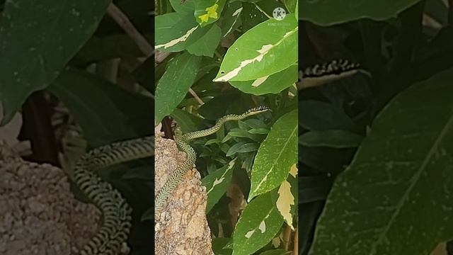 Зеленая змея в тайском храме