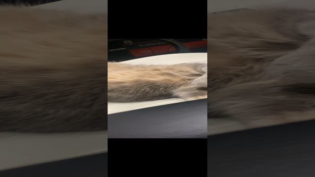 Кот отдыхает