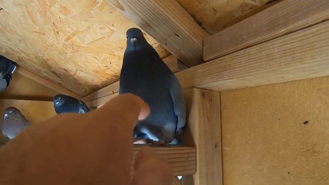 Обзор и подкидки николаевских 26 ноября 2020. смотреть онлайн