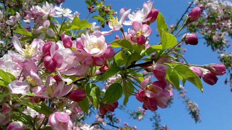 Цветение яблони в мае месяце. Цветущая яблоня! Apple blossom in the month of May.