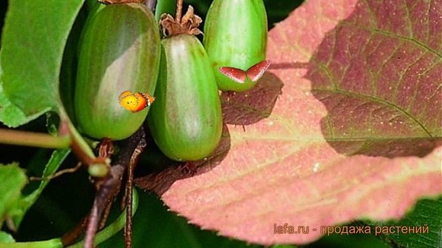 Актинидия коломикта Доктор Шимановски ? обзор: как сажать, саженцы актинидии Доктор Шимановски смотреть онлайн