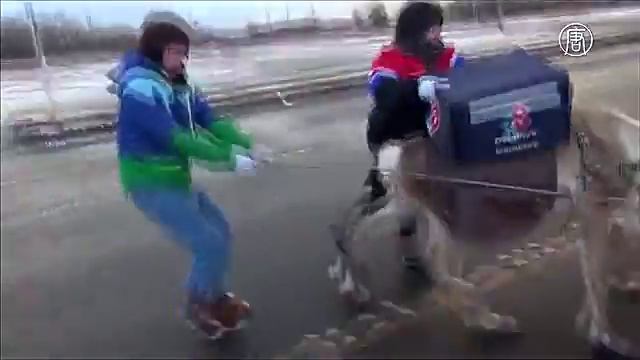 Доставку пиццы на оленях тестируют на севере Японии (новости)