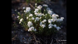 АСПЕРУЛА,  или ЯСМЕННИК  (ASPERULA)  сем. Мареновые